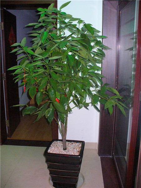 平安树的繁殖方法图