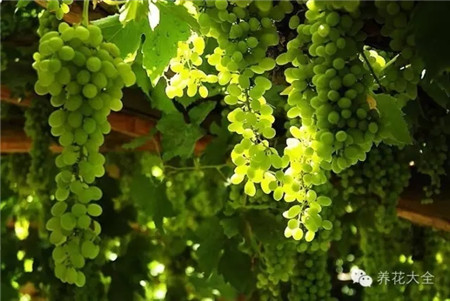 葡萄的形成层在哪