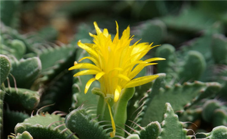 多肉四海波有几种