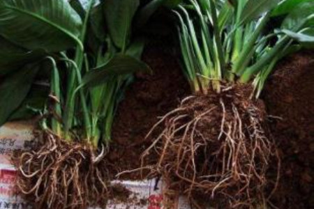 白掌怎么养长的好