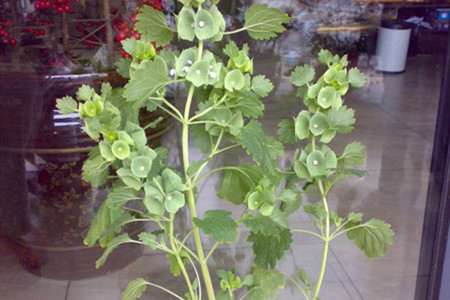 贝壳花怎么养才能开花