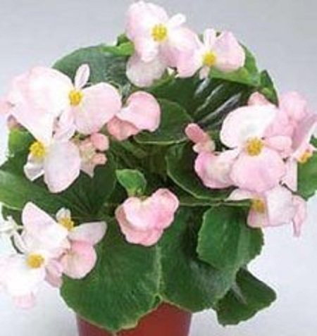 四季海棠花朵未开就枯萎怎么回事?