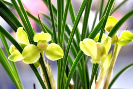 兰花送女人是什么意思