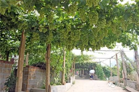 葡萄的形成层在哪