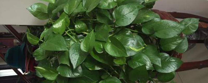 一根绿萝如何变成一盆(一根绿萝如何变成一盆花)