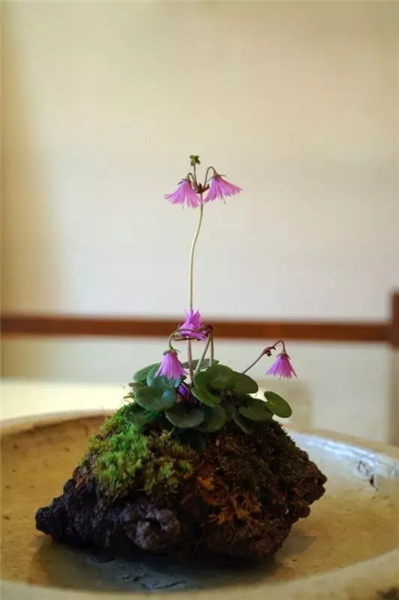 奇葩花长什么样