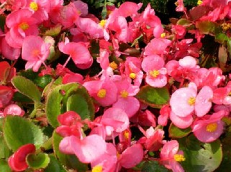 四季海棠花朵未开就枯萎怎么回事?