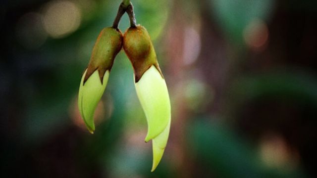 禾雀花什么时候开(禾雀花什么时候种植)