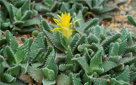 多肉四海波有几种