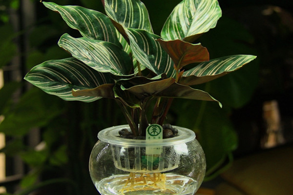 双线竹芋可以水培吗双线竹芋水养步骤及水培注意事项(双线竹芋可以水培吗?)