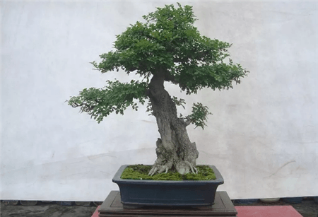 路边的树根能捡吗