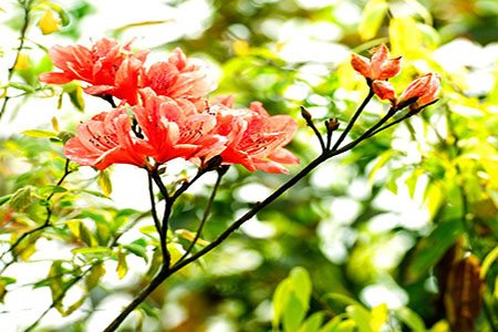 杜鹃花叶子下垂怎么救