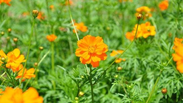 硫华菊的种植方法及注意事项(硫华菊的种植方法及注意事项视频)