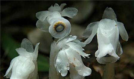 水晶兰治什么病