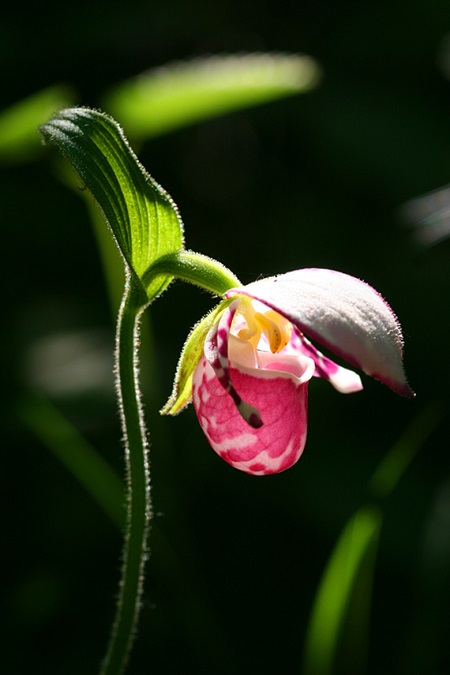 杓兰的根部图片