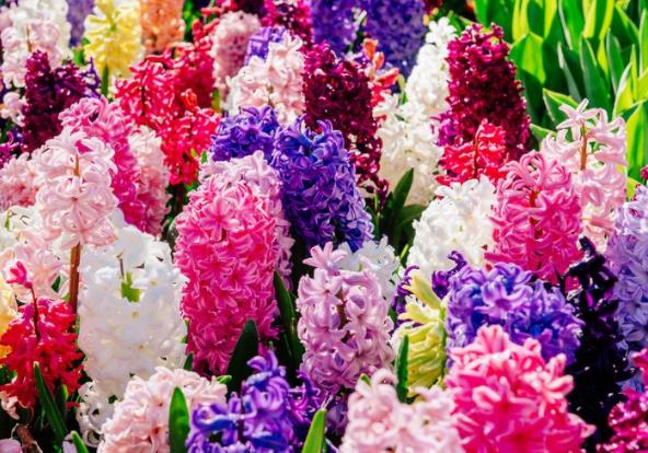 土培风信子注意什么选择土壤适量浇水上盆施足基肥保持光照(风信子土培注意事项)