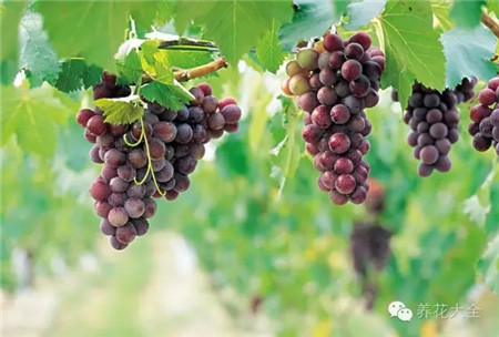 葡萄的形成层在哪