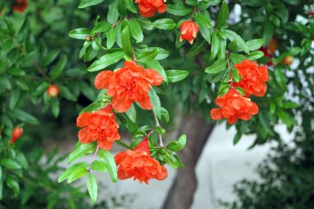 石榴花什么时候开花季节最好