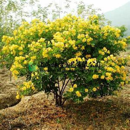 双荚决明与黄槐决明的区别