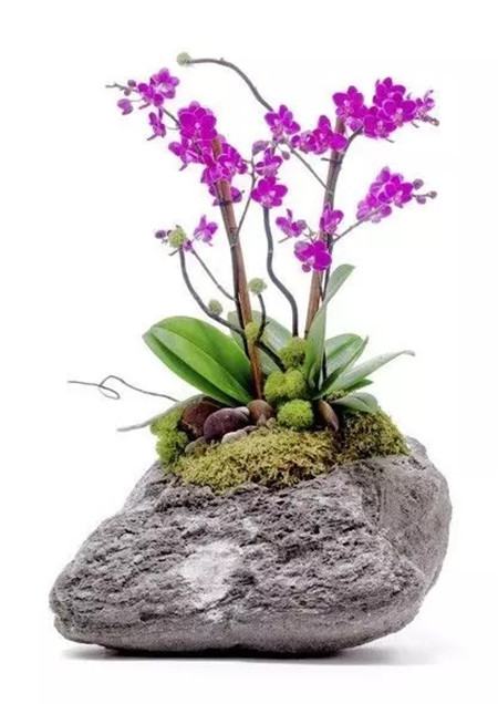 奇葩花长什么样