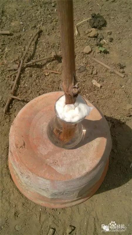 葡萄的形成层在哪