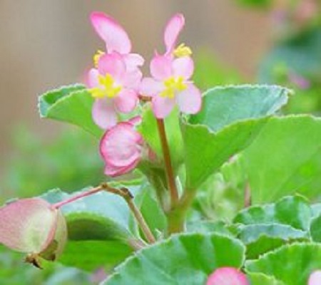 四季海棠花朵未开就枯萎怎么回事?