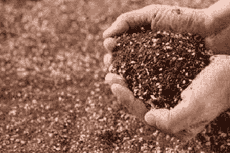 莼菜的养殖方法和注意事项有哪些