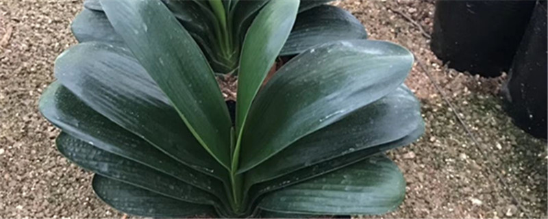 君子兰小苗冬季的养护可以用磷酸二氢钾吗(君子兰可以用磷酸二氢钾喷施叶面吗)