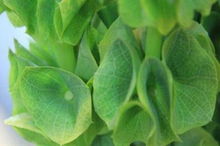 贝壳花怎么养才能开花