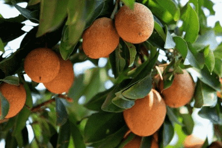 人心果怎么养殖