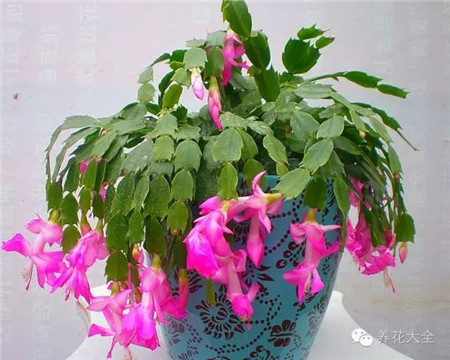 各种花卉的养殖