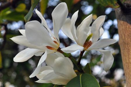 深山含笑养护技术