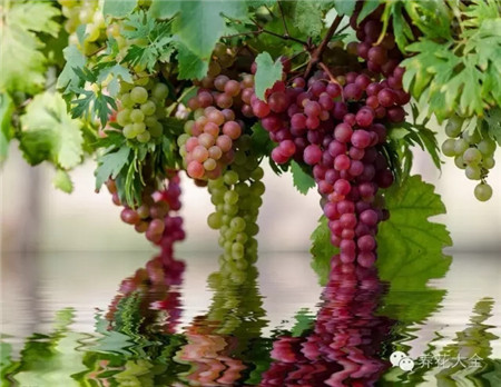 葡萄的形成层在哪