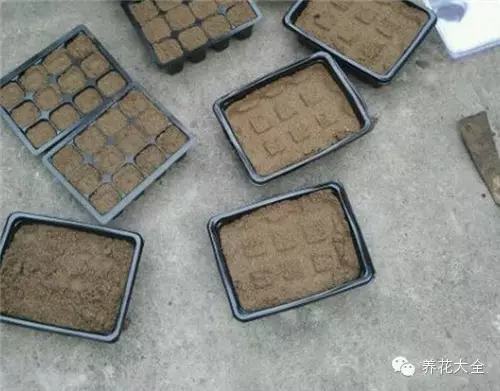 夏天哪些花好养