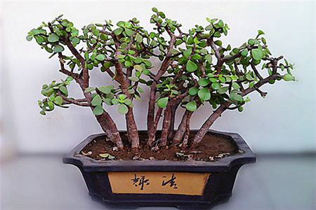 金枝玉叶怎么修剪造型