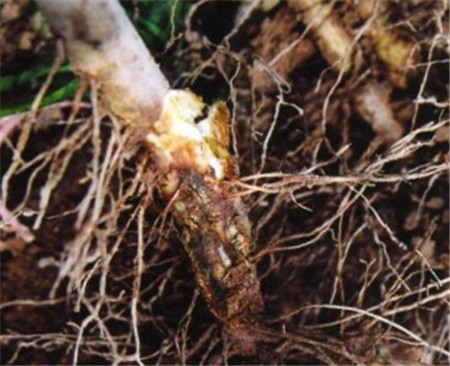 凤仙花烂根怎么办烂根了补救处理方法(凤仙花的根断了怎么办)