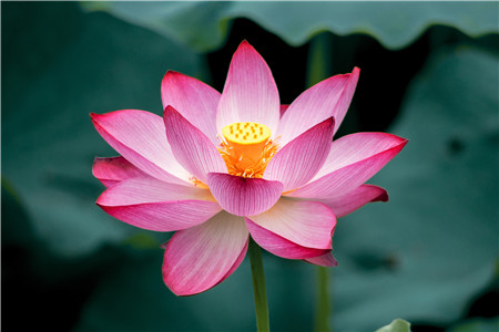 荷花的特点怎么写