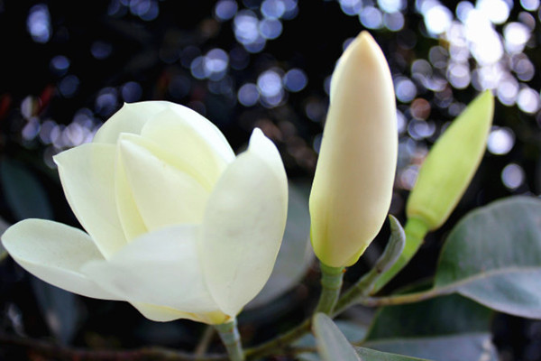 深山含笑的播种繁殖方法(深山含笑养护技术)