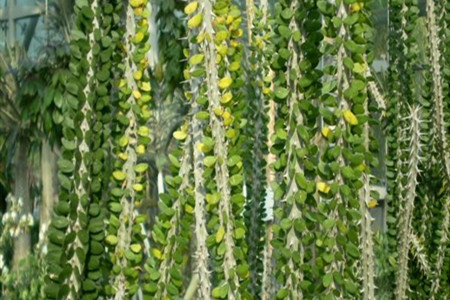 亚拉腊山木结构