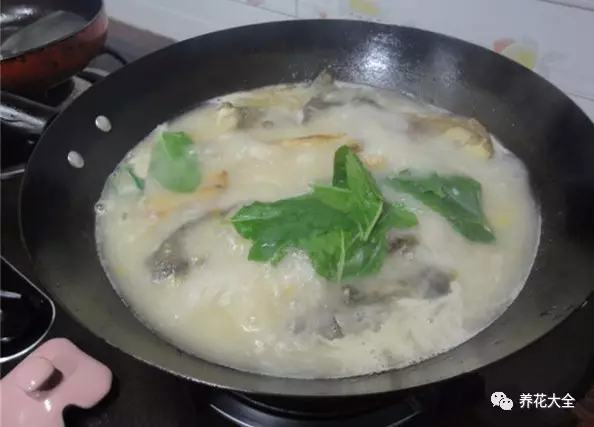 夏天哪些花好养