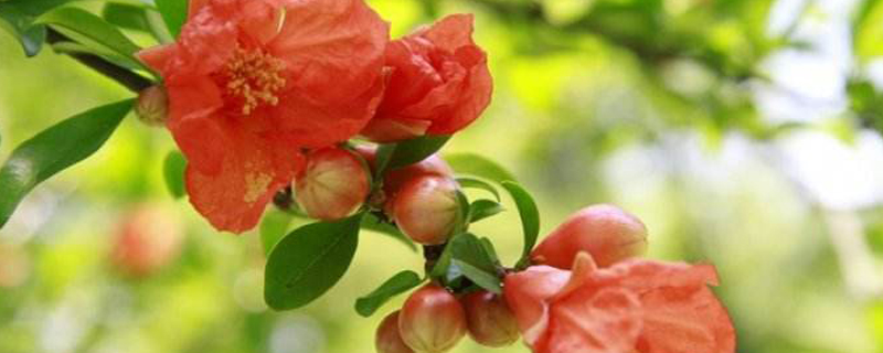 石榴花什么时候开(石榴花什么时候开花季节最好)