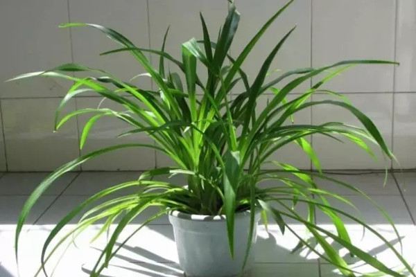 植物怕冷只知道抱进室内就完了(植物怕冷吗?)