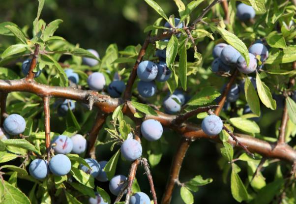 一天吃几颗蓝莓对眼睛好什么时候吃蓝莓好(每天吃多少蓝莓能让视力恢复)
