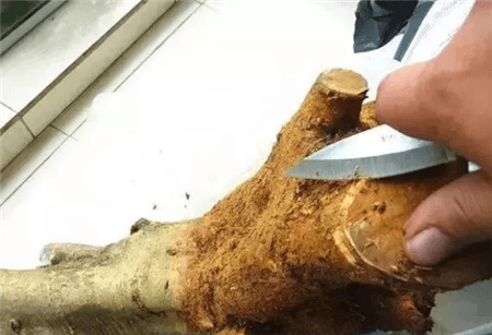 路边的树根能捡吗