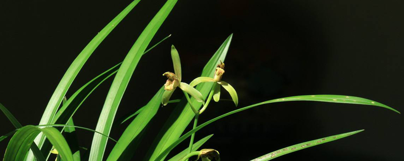 兰花用什么土栽培最好(兰花用什么土栽培最好兰花用盆)