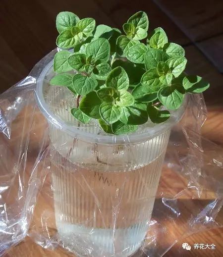 夏天哪些花好养