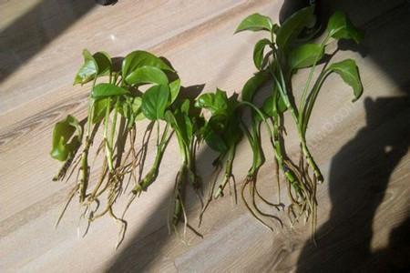水培绿萝根长多长可以移栽
