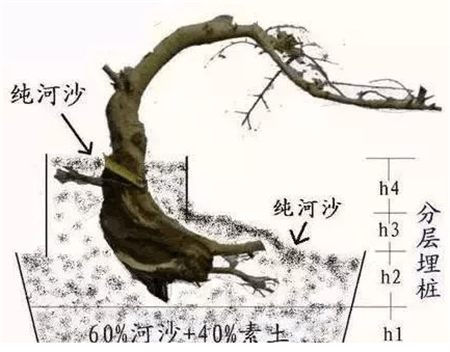 路边的树根能捡吗