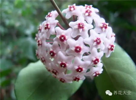 各种花卉的养殖