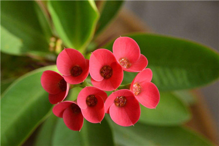 虎刺梅可以用啤酒浇水吗?